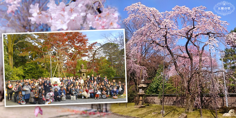 天使の里　栖鳳桜